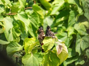 Fresh green leaves and foliage in bright sunlight.