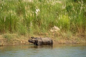 A herd of hippos wading in a grassy riverbank during daytime.