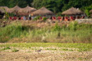 Scenic landscape view of a rural area with traditional thatched structures in the background.