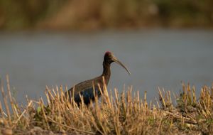 Black bird with long curved beak standing among dry reeds near water.
