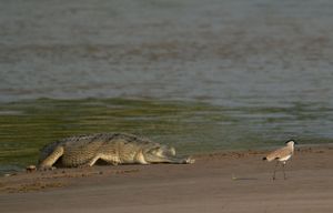 A large crocodile resting on a sandy riverbank with small birds nearby.