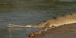Large crocodile basking on a riverbank in the sunlight.