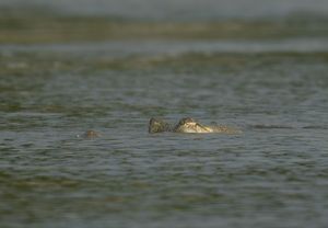 Rippling water surface with partially submerged object creating subtle waves.