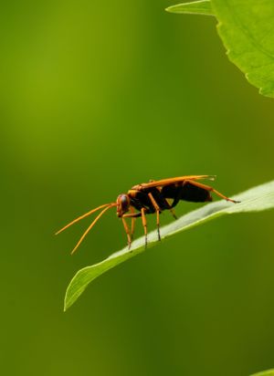 Red ant walking along the edge of a green leaf in macro photography.