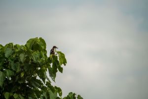 Green grape vines growing on supports against a cloudy sky.