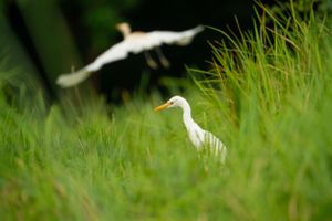 White egret walking through lush green grass in search of food.