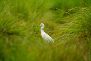 White egrets wading through tall grass in a wetland environment.