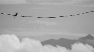 Birds perched on power lines silhouetted against a cloudy sky with mountains in the background.