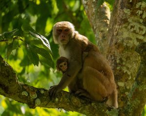 Monkeys perched in tree branches among green foliage in their natural habitat.