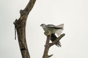 Bird perched on a bare tree branch against a white background.