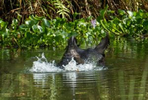 Bird diving into water creating splash among green aquatic plants.