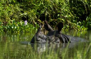 Birds flying and perching near water with lush green vegetation.