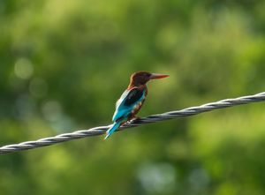 Kingfisher bird perched on wire against blurred green background.