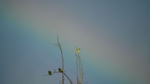 Rainbow stretching across a cloudy sky with bare tree branches in the foreground.