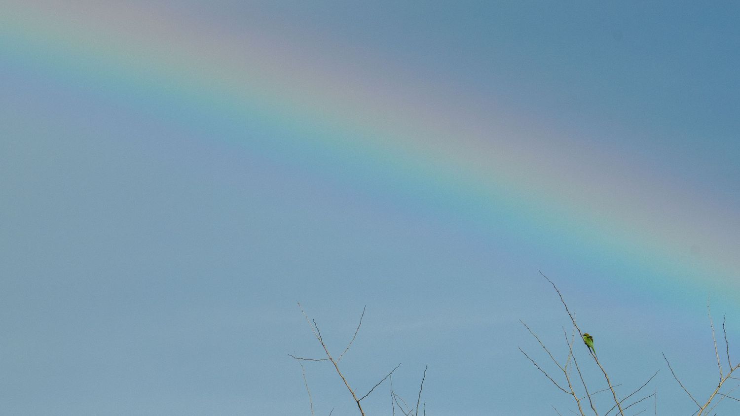 Rainbow arcing across a bright blue sky with wispy clouds.