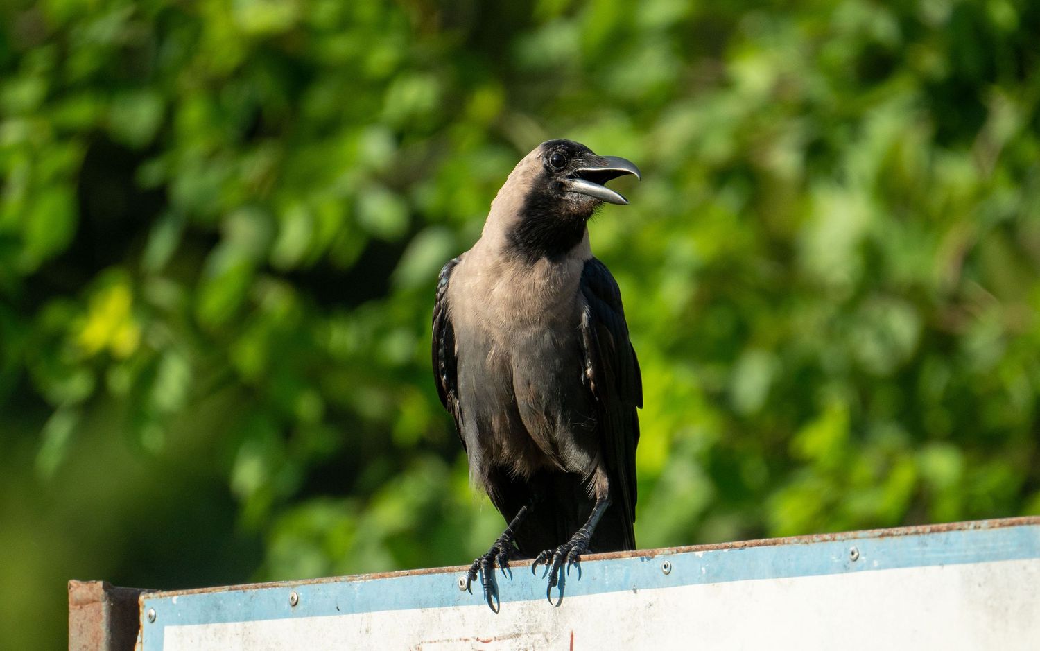 Black birds perched on a railing against a green foliage background.
