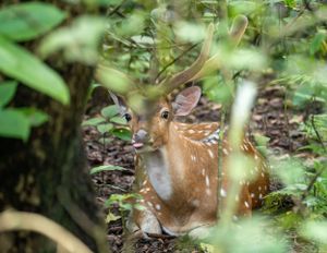 Brown bird partially hidden among green foliage and leaves on forest floor.