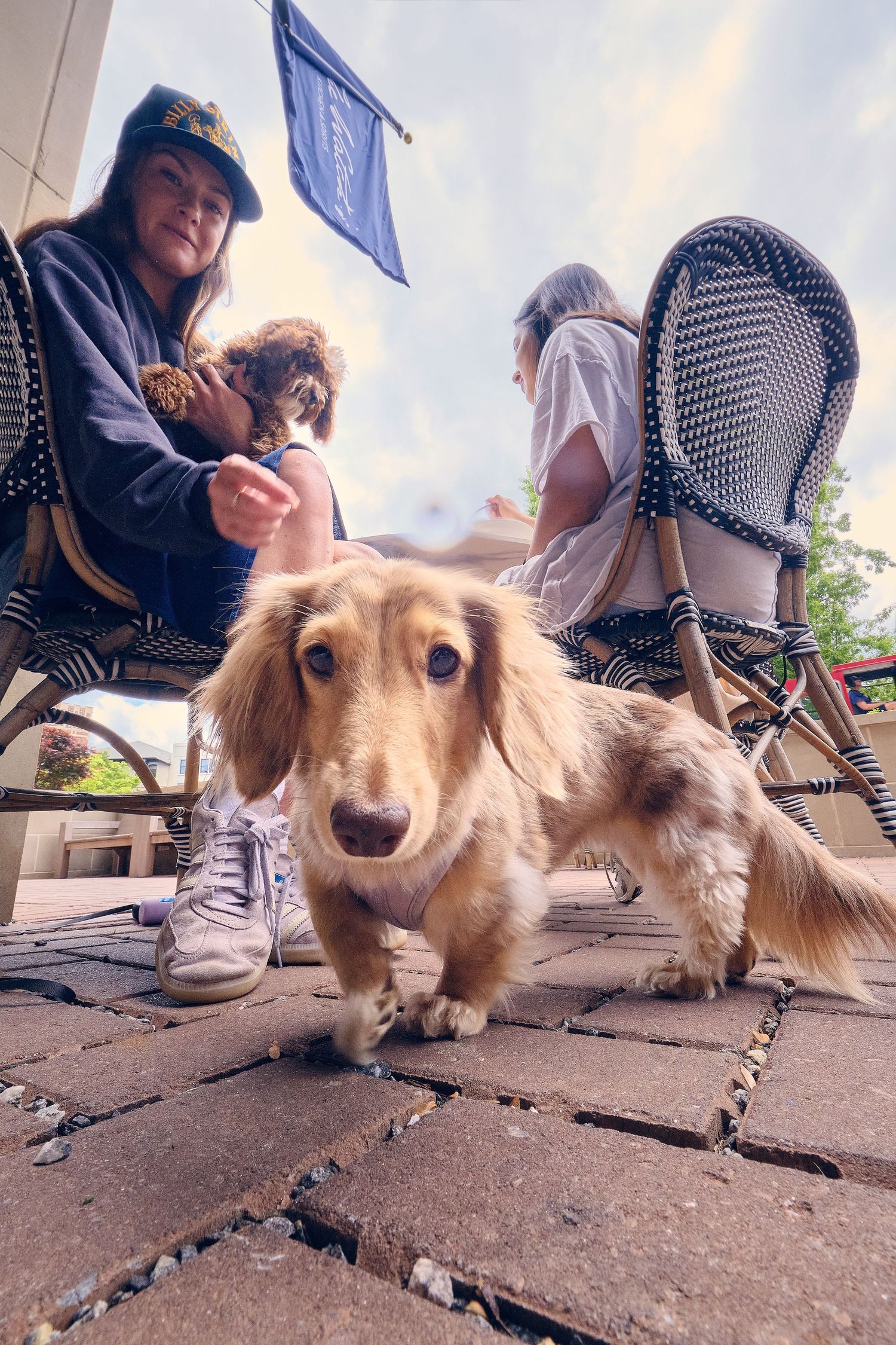 A long-haired dachshund sits on a brick patio while people relax at an outdoor cafe.