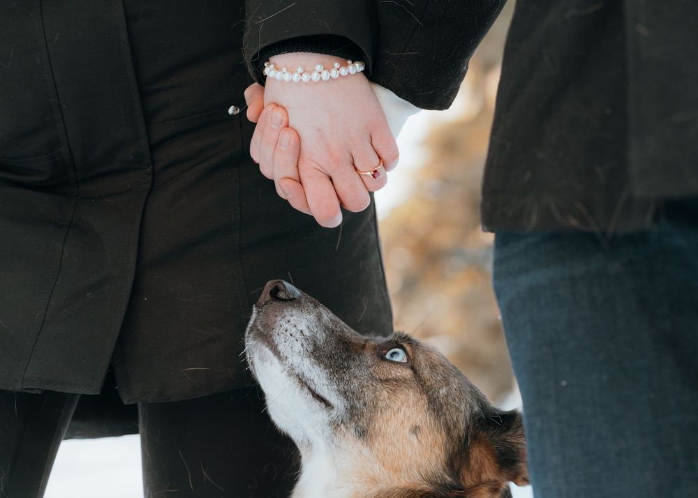 Dog looks up at couple's clasped hands wearing pearl bracelet.