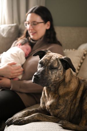 A brindle dog resting on a couch while someone relaxes in the background.