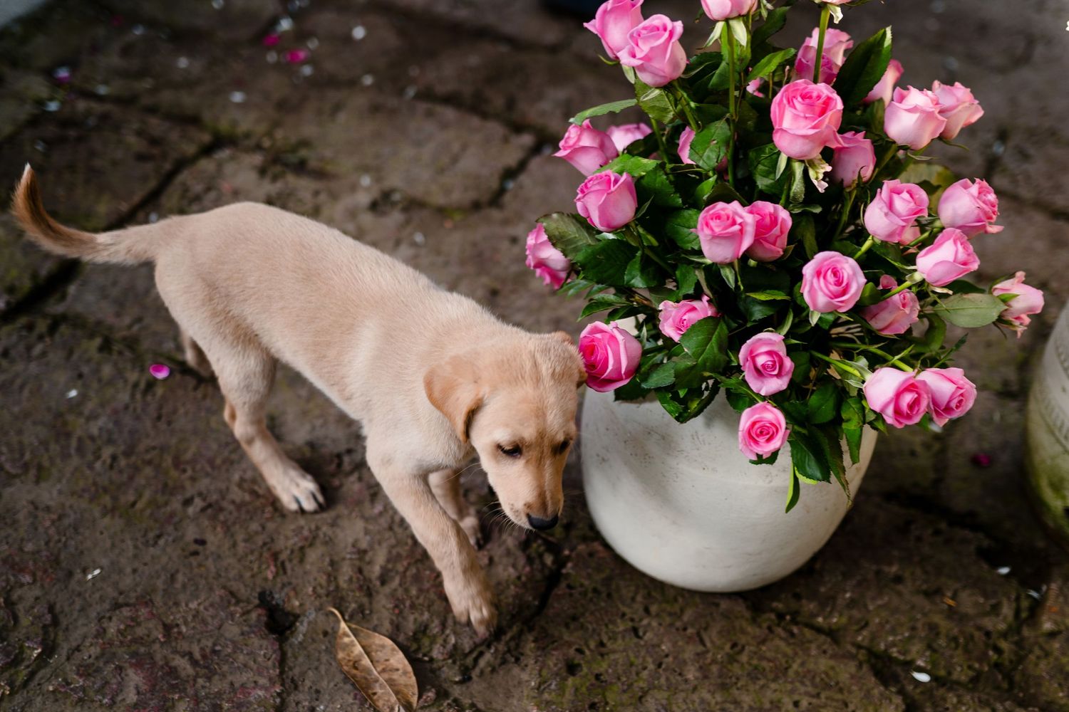 An indie puppy investigating pink roses in a white vase on stone ground.