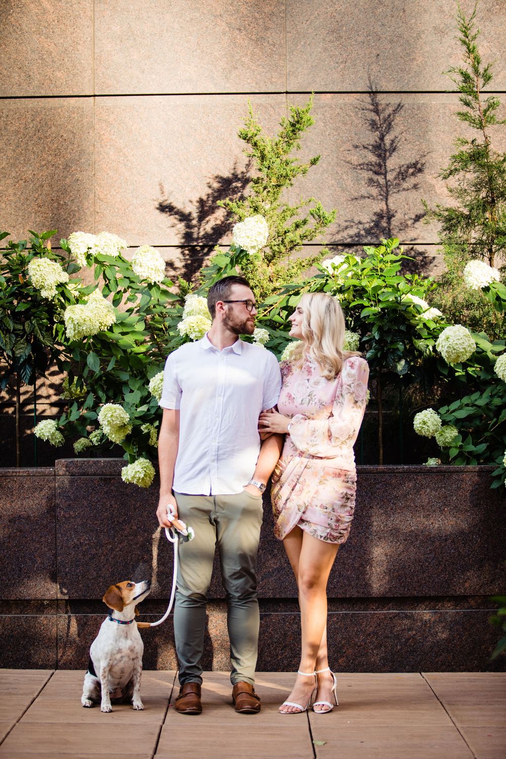 Couple with a beagle on a leash standing before white hydrangeas and a stone wall.