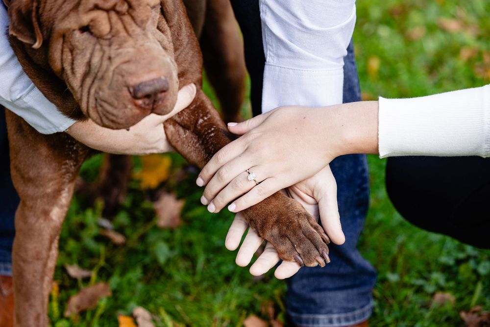 Couple places hands together on a Shar-Pei dog's paw, showcasing an engagement ring outdoors.