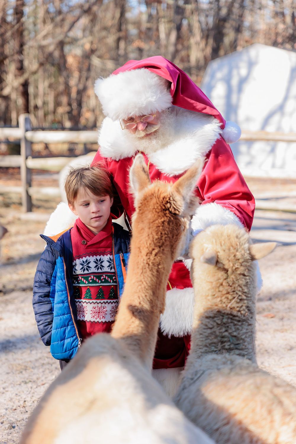 A young child in a blue winter coat interacts with brown and white alpacas on a snowy winter day in Marlton NJ Morning Glori Farmette