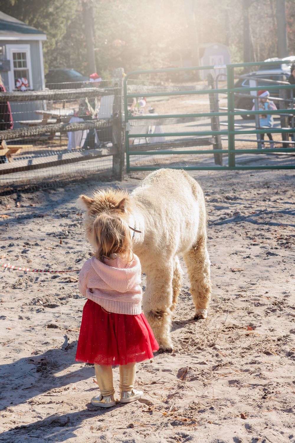 A girl wearing a pink sweater and red tutu is standing in a sandy enclosure with an alpaca on a sunny day. Morning Glori Farmette Marlton NJ
