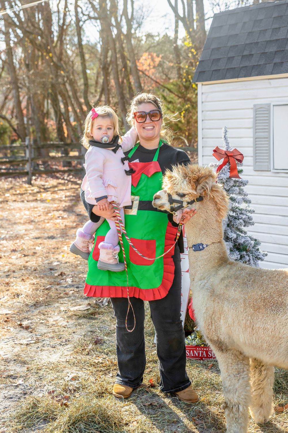 Three images show a festive holiday scene with an alpaca and a Christmas setting outdoors. Morning Glori Farmette Marlton NJ