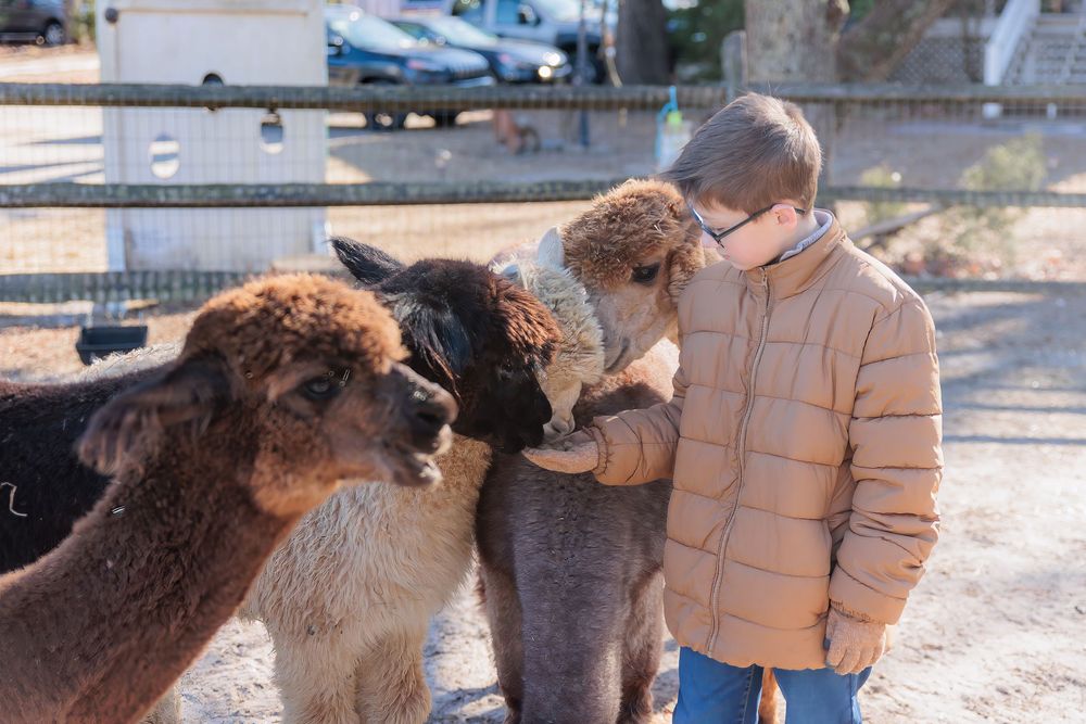 Young Boy feeds brown and black alpacas in an outdoor enclosure on a sunny day at Morning Glori Farmette in Marlton NJ