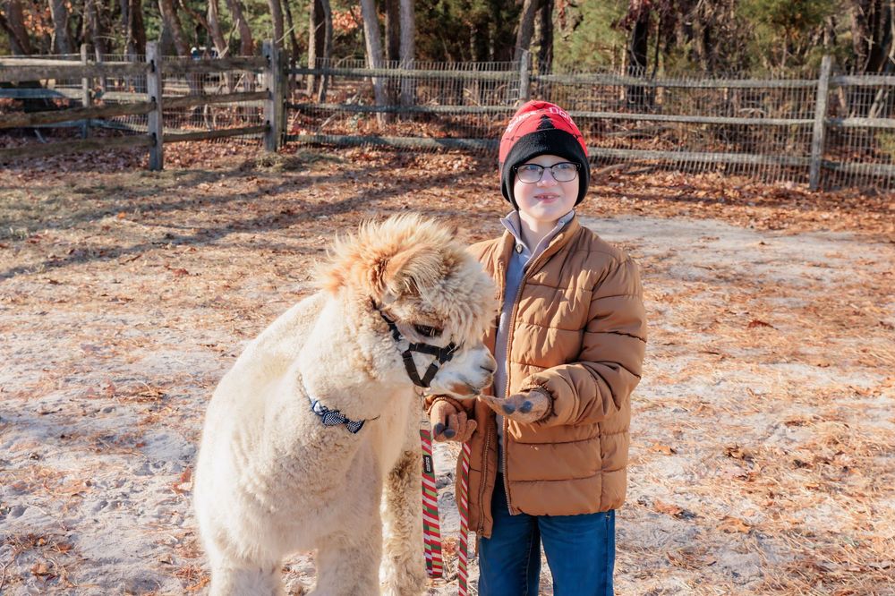 Young boy feeding alpaca in sandy enclosure on sunny day. Morning Glori Farmette, Marlton NJ