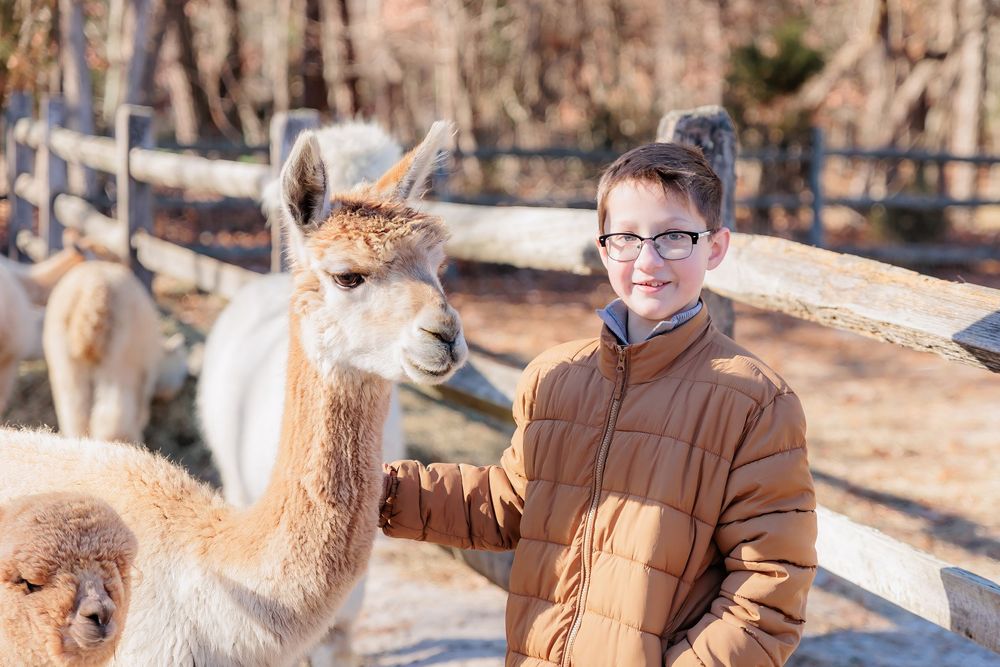 Two alpacas interact with visitors on a sunny day at a farm as they reach out to pet the friendly animals. Marlton NJ Morning Glori Farmette