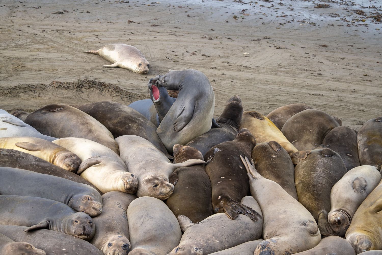 A group of elephant seals resting together on a sandy beach during pupping season.