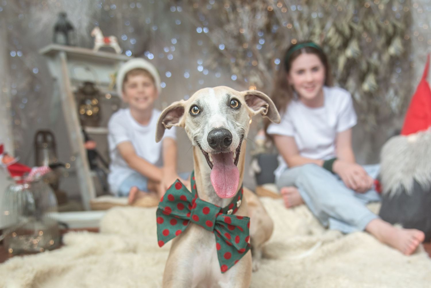 Happy white dog with brown spots wearing a festive red bow tie smiles at the camera during Christmas.