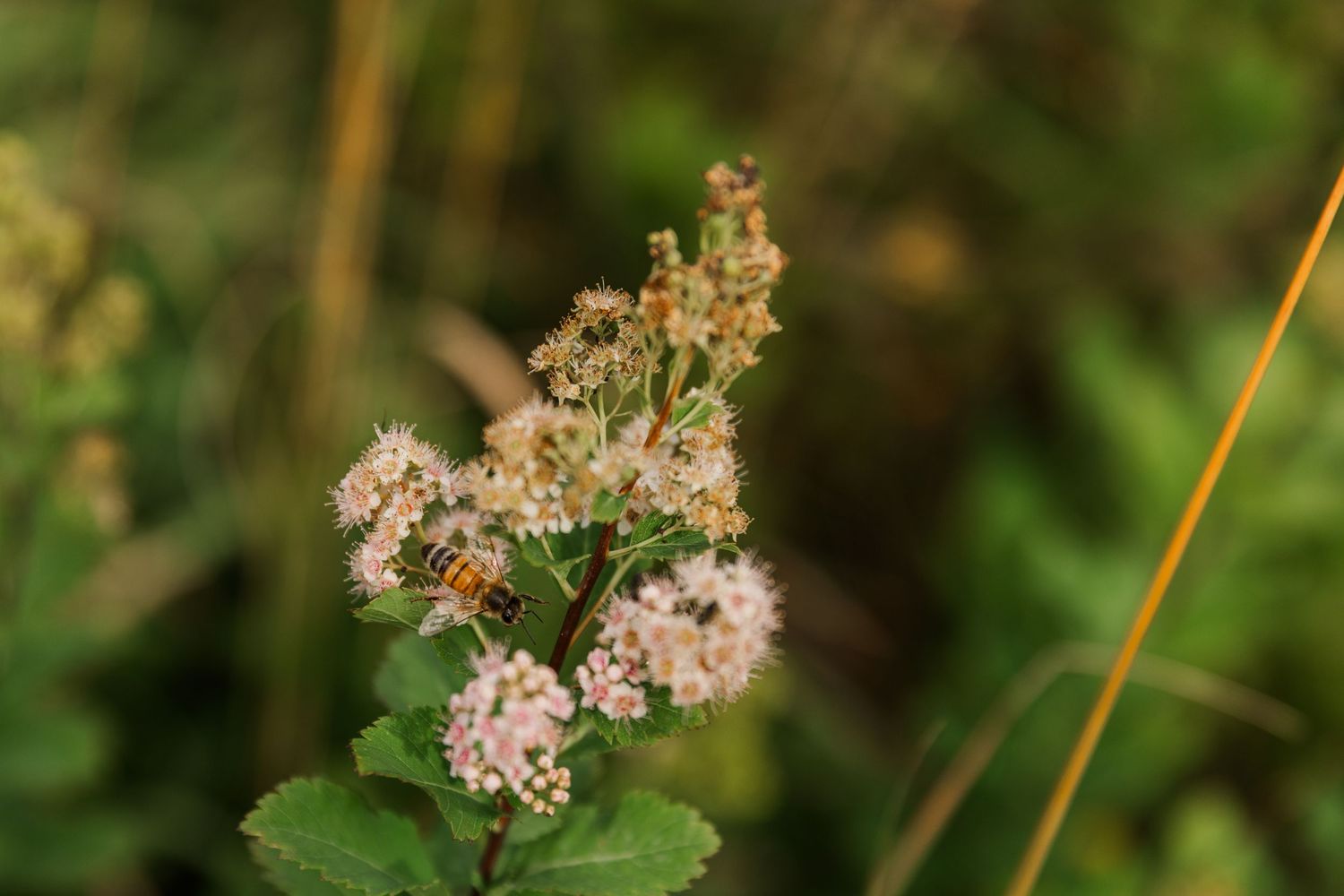 Tiny white and pink flowers bloom on delicate stalks among green foliage in a summer meadow setting.
