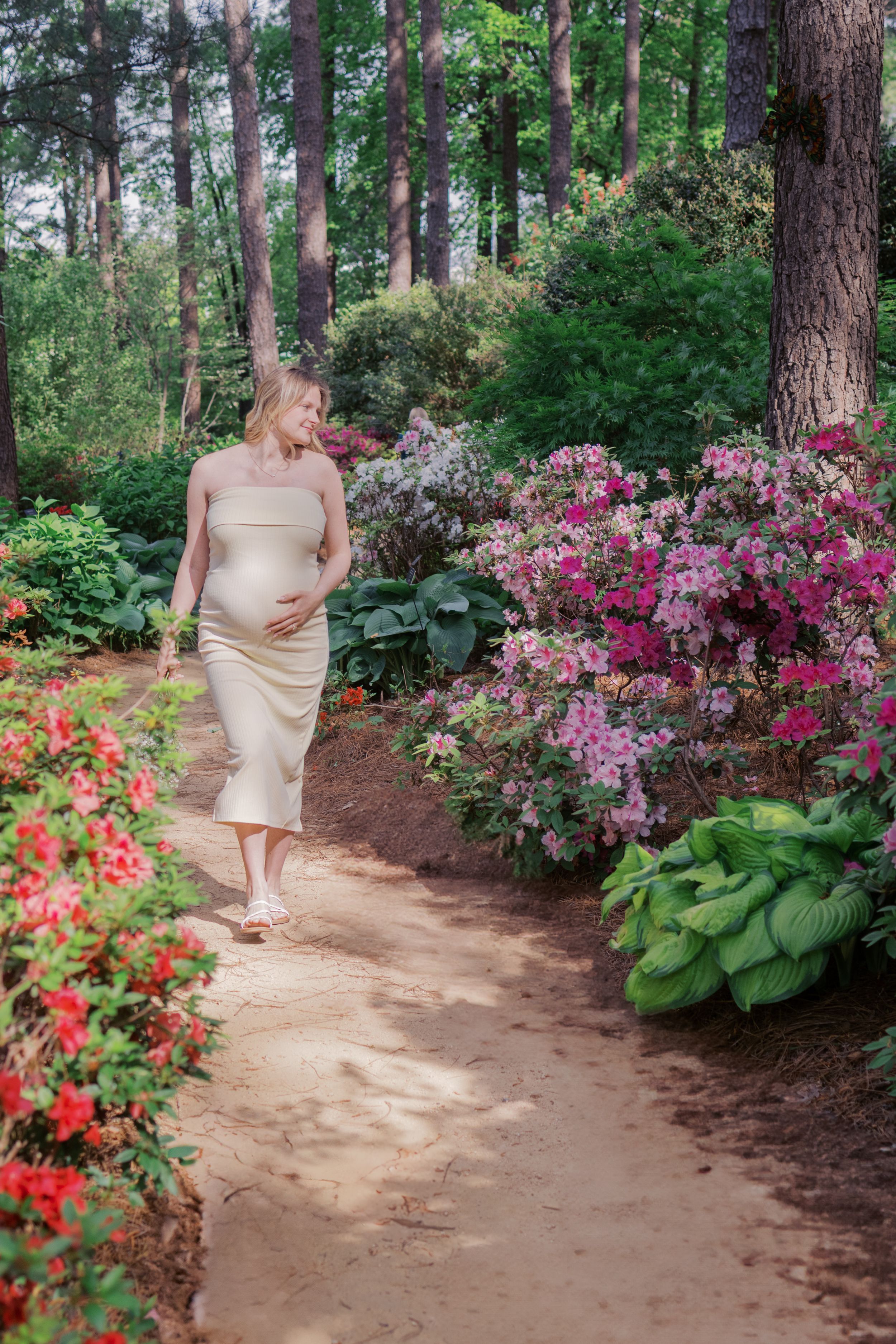 A garden path lined with vibrant azalea bushes and pine trees.