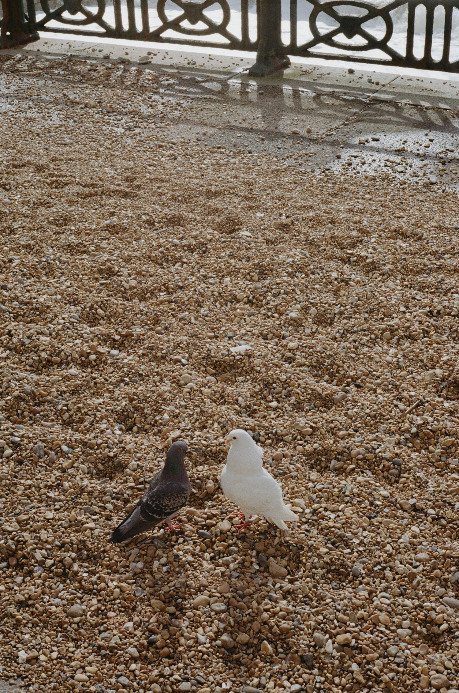 Two pigeons forage together on a bed of brown autumn leaves in a park setting.