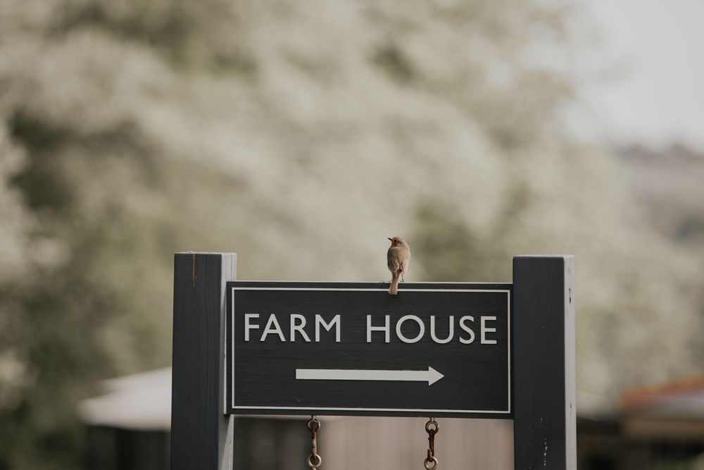 A small bird perches on a dark green Farm House directional sign against a blurred white tree background.