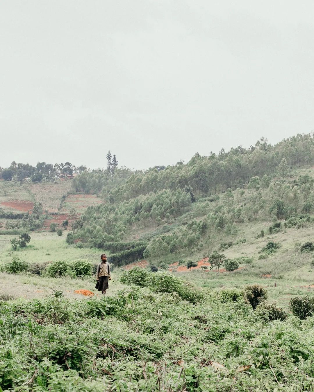Farmers work across a wide hillside field, capturing rural agriculture, teamwork and daily life.