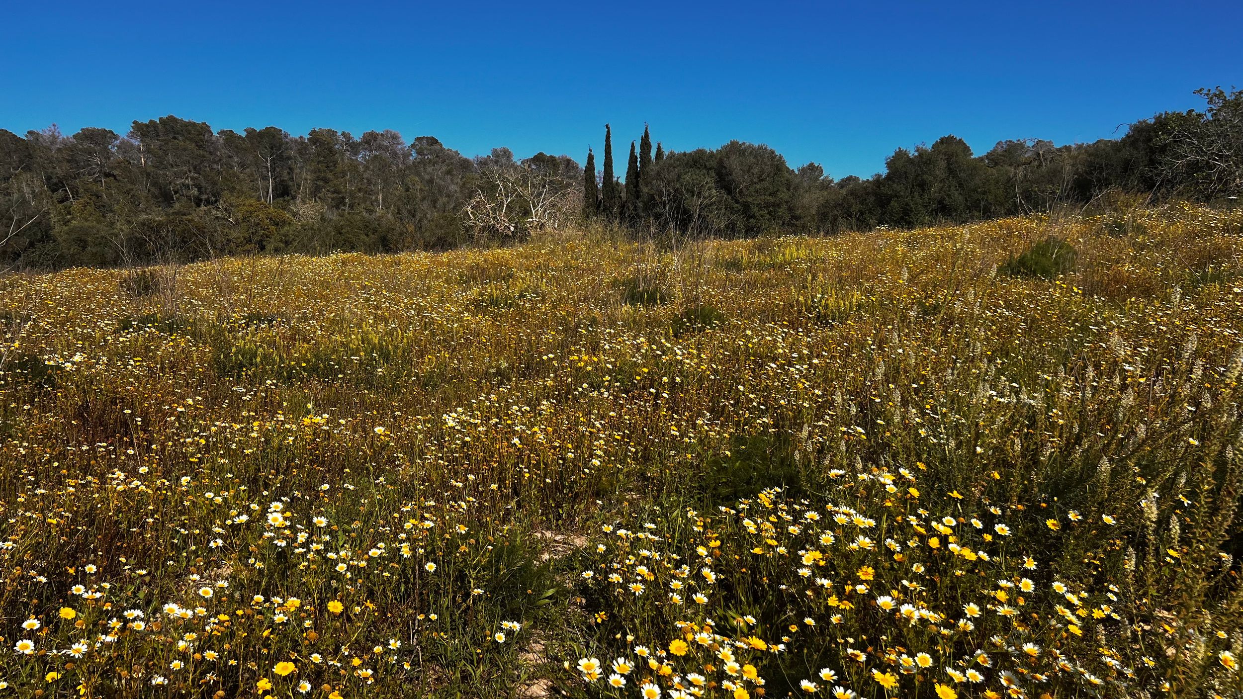 A vibrant wildflower meadow with yellow blooms under a clear blue sky, bordered by lush green trees.