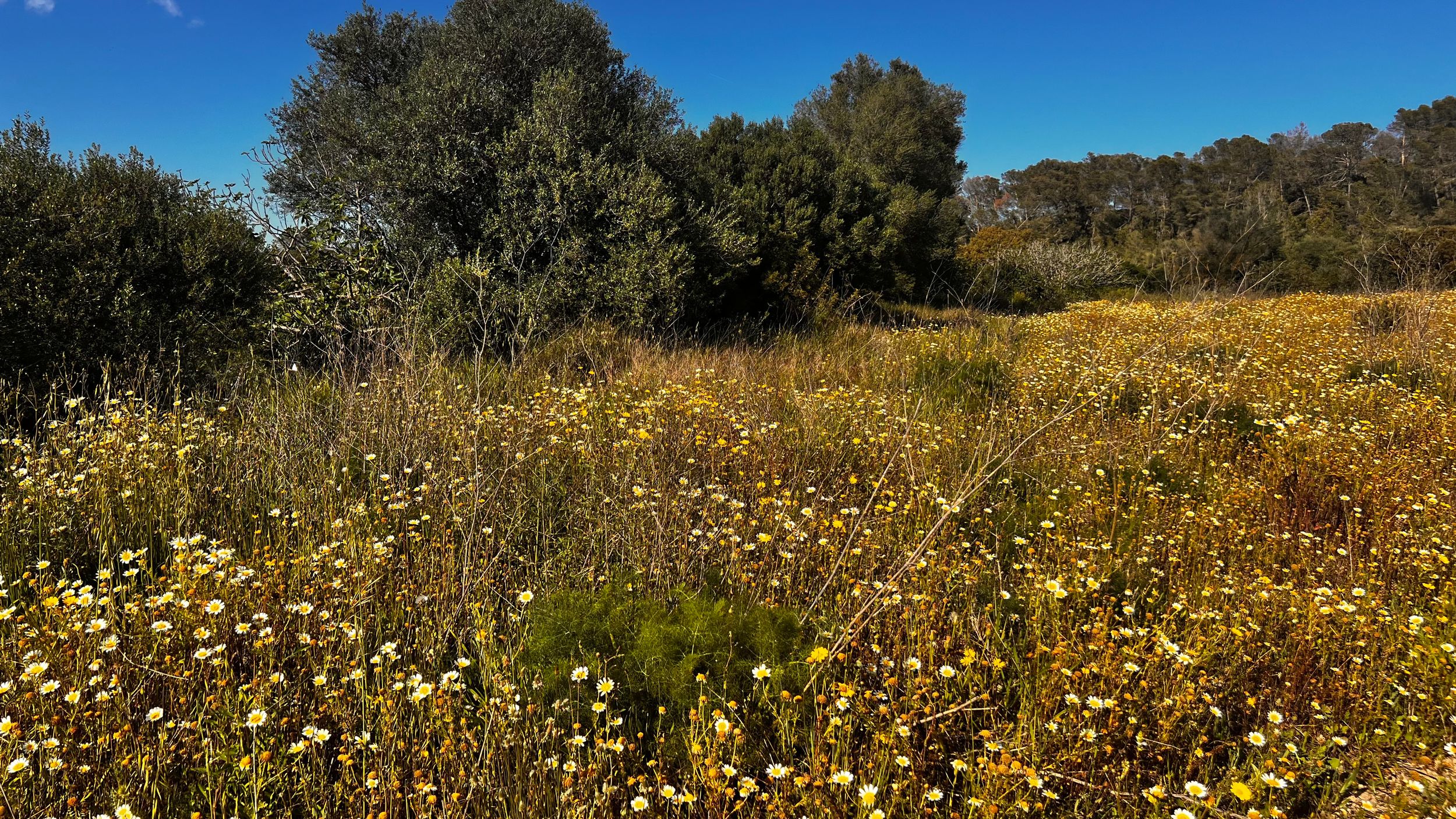 A vibrant wildflower meadow with yellow blooms and dry grasses under a blue sky, bordered by green trees.