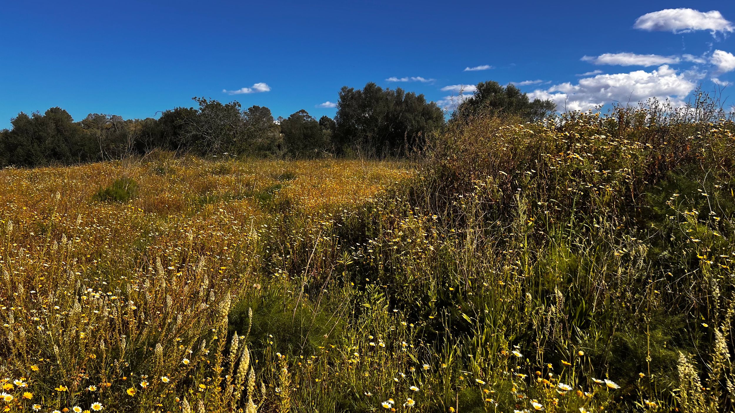 Wildflower meadow with yellow blooms, tall grasses, trees, and a vivid blue sky with white clouds.