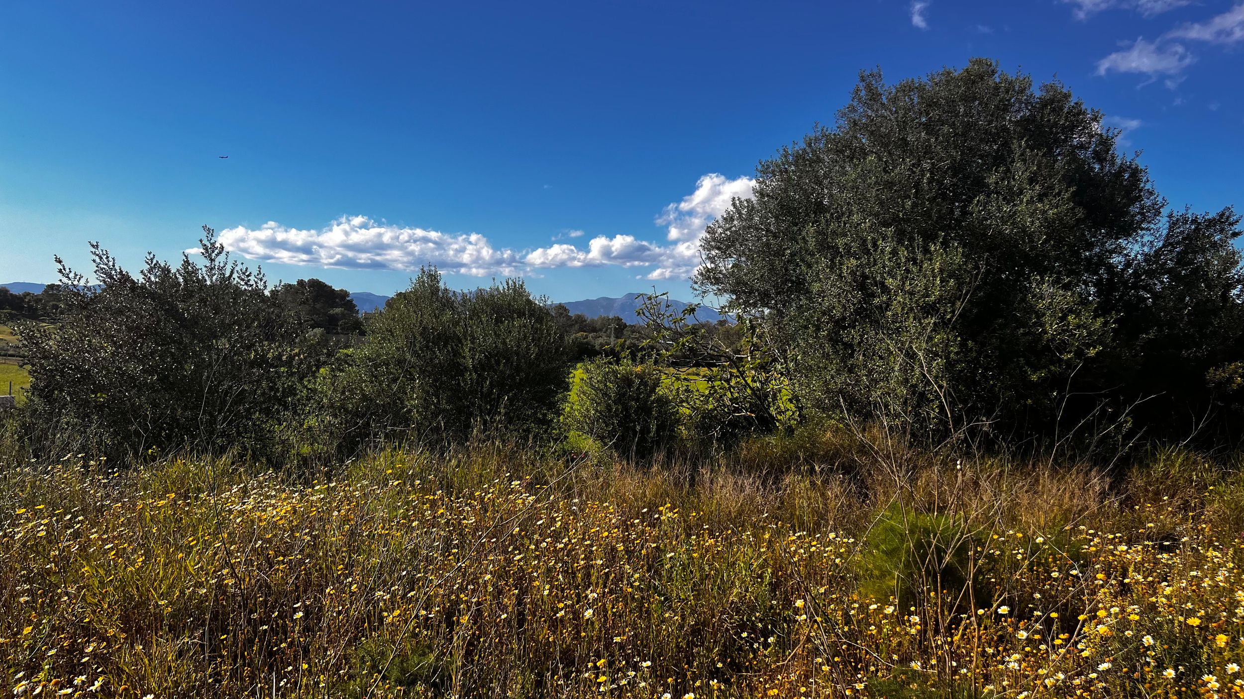 Scenic Mediterranean landscape with wildflowers, olive trees, and mountain views under a bright blue sky.
