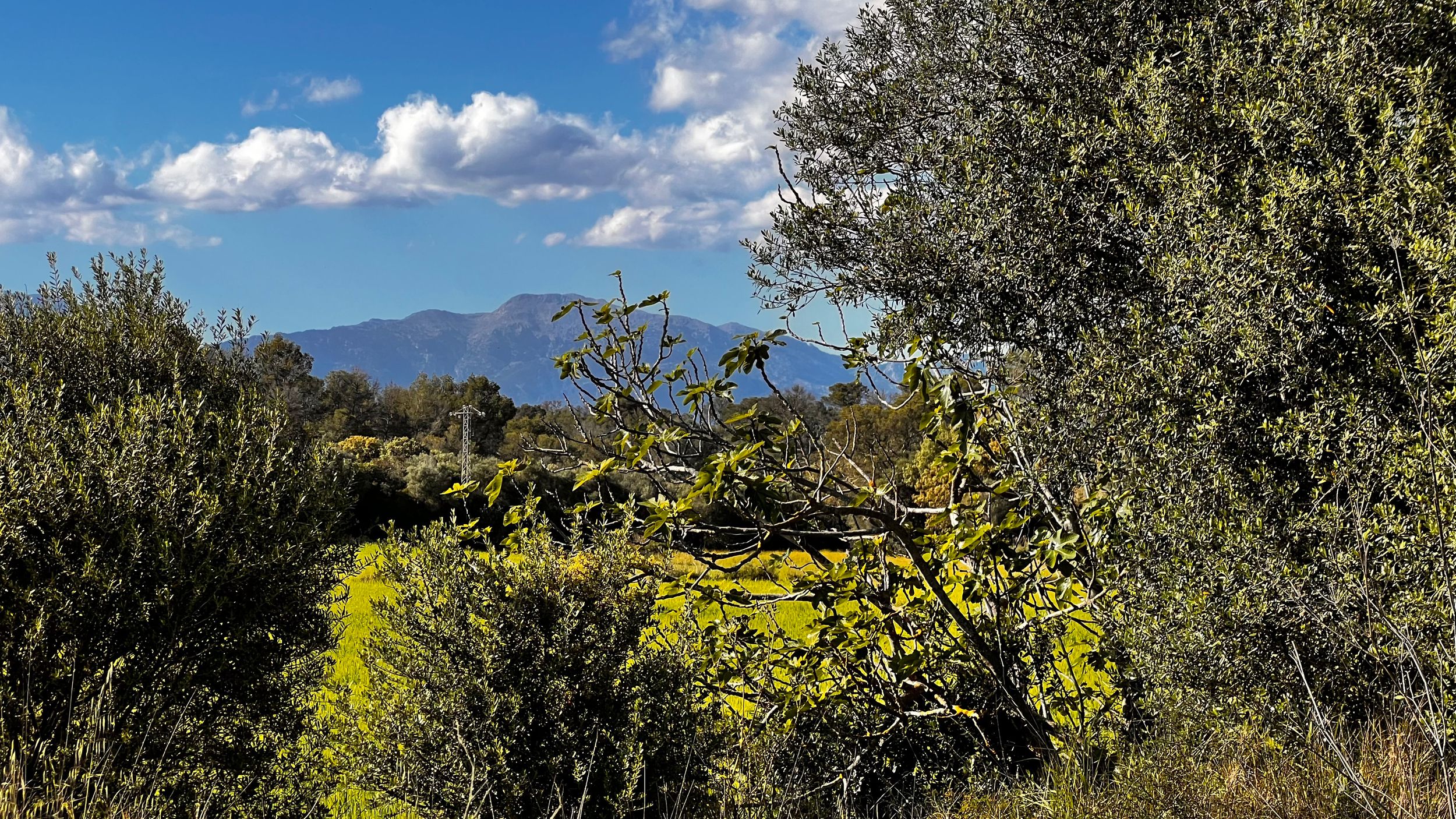 Lush green shrubs and trees with mountain backdrop under blue sky with white clouds.