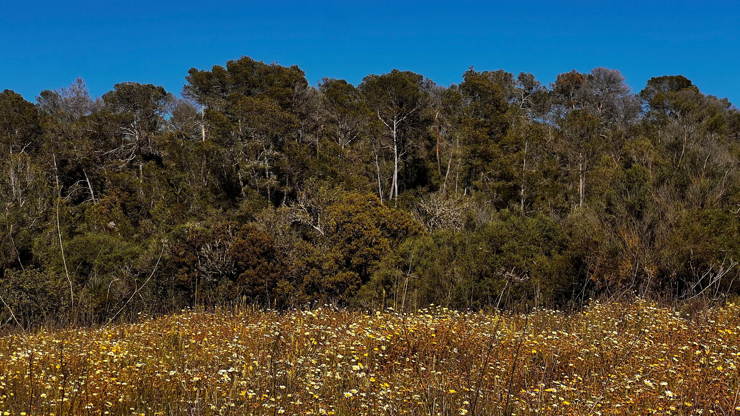 Wildflower meadow with yellow blooms in front of tall eucalyptus trees under clear blue sky.