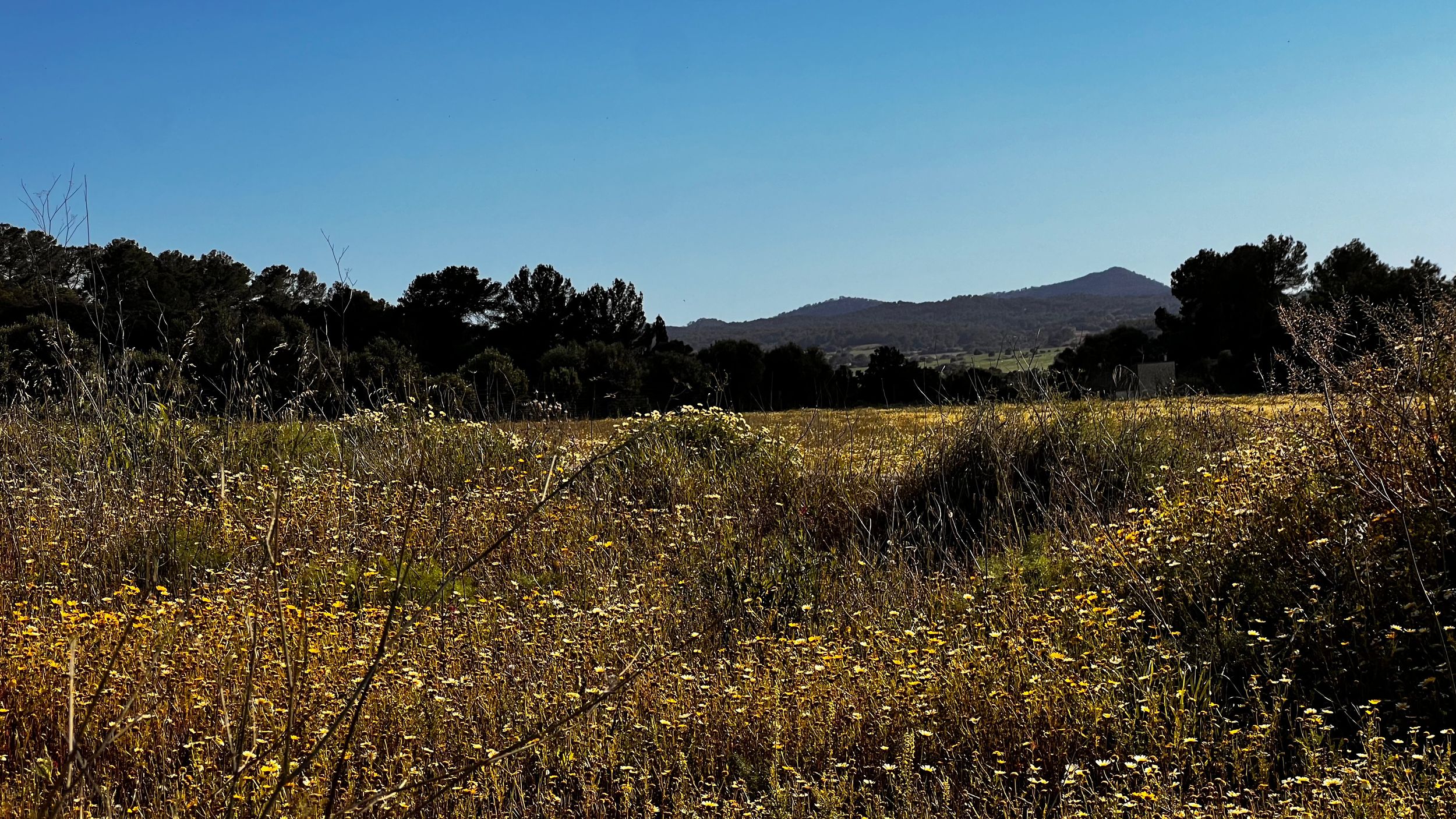 A golden wildflower meadow stretches toward tree-lined hills under a clear blue sky in a serene rural landscape.