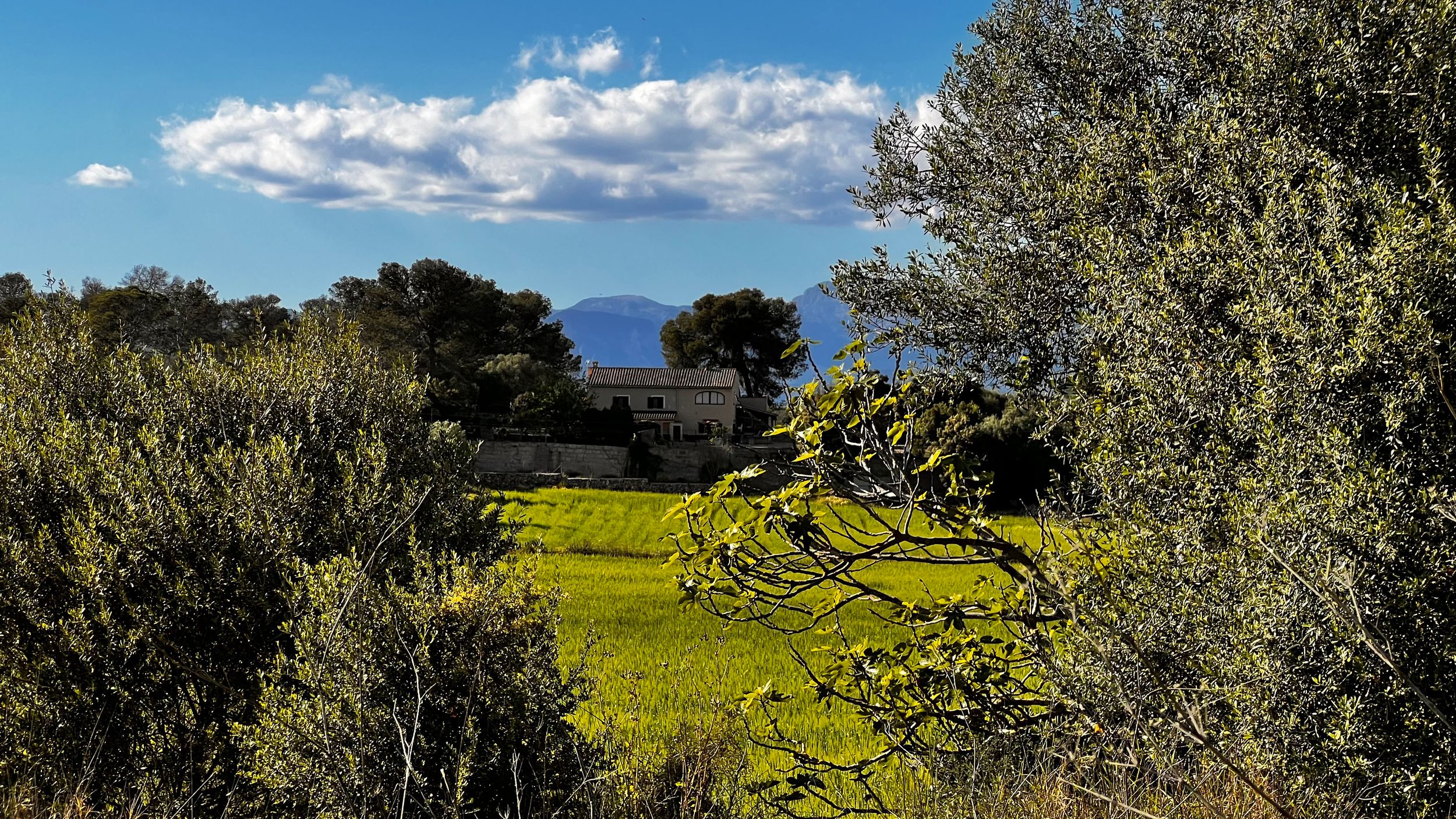Lush green field framed by olive trees with a rustic farmhouse and mountain backdrop under a partly cloudy sky.