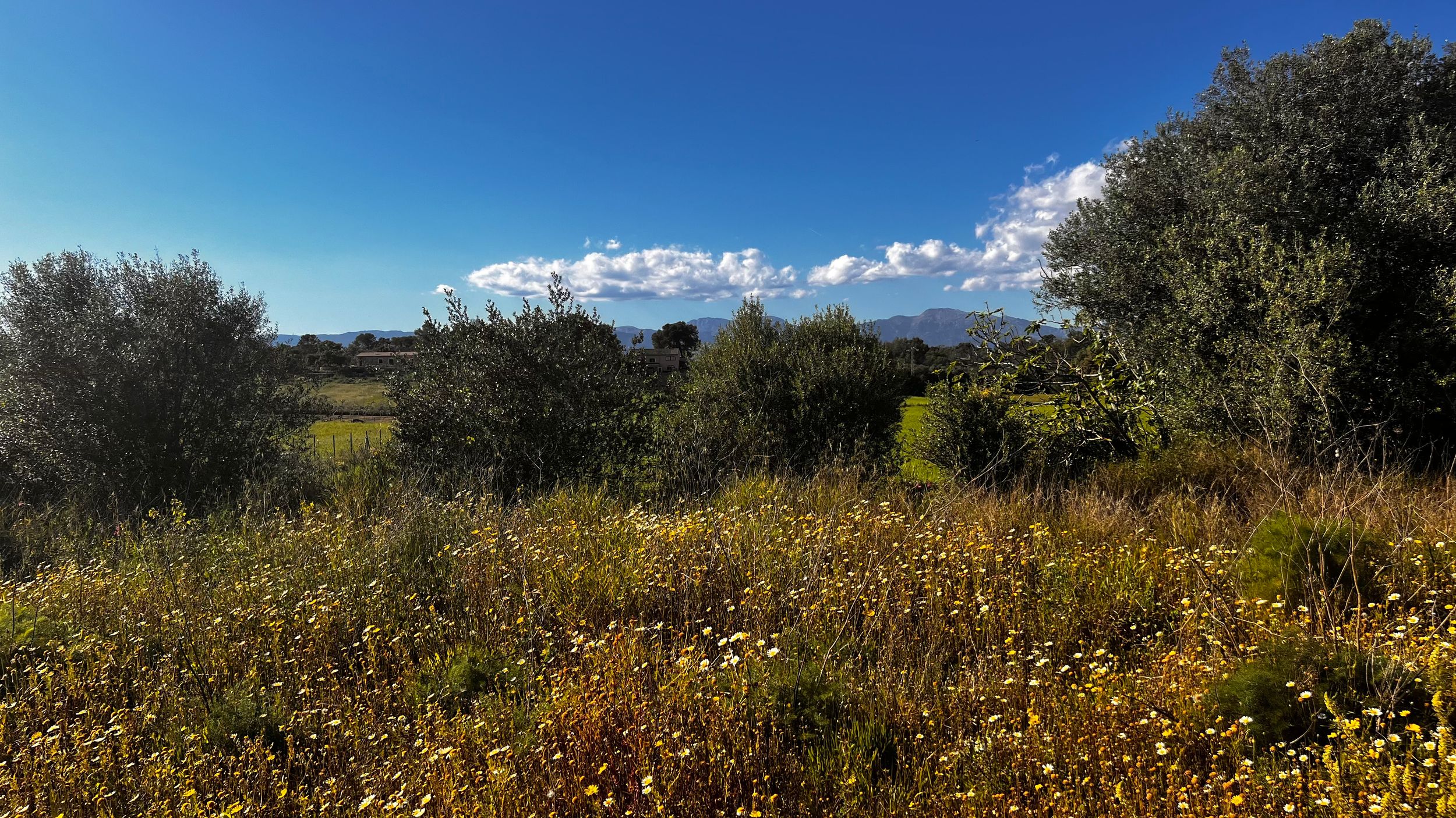 Wild meadow with yellow wildflowers and olive trees under a vivid blue sky with distant mountains.