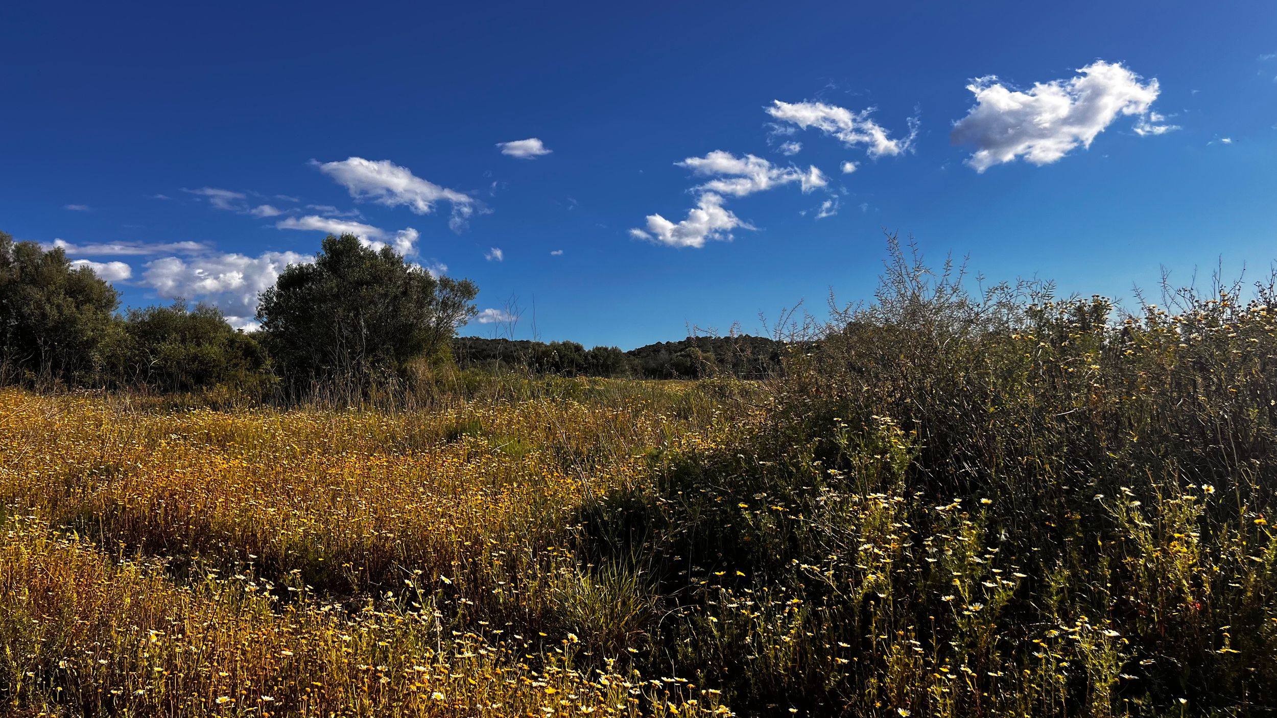Golden wildflower meadow under vivid blue sky with white clouds, surrounded by lush green trees in a scenic countryside landscape.
